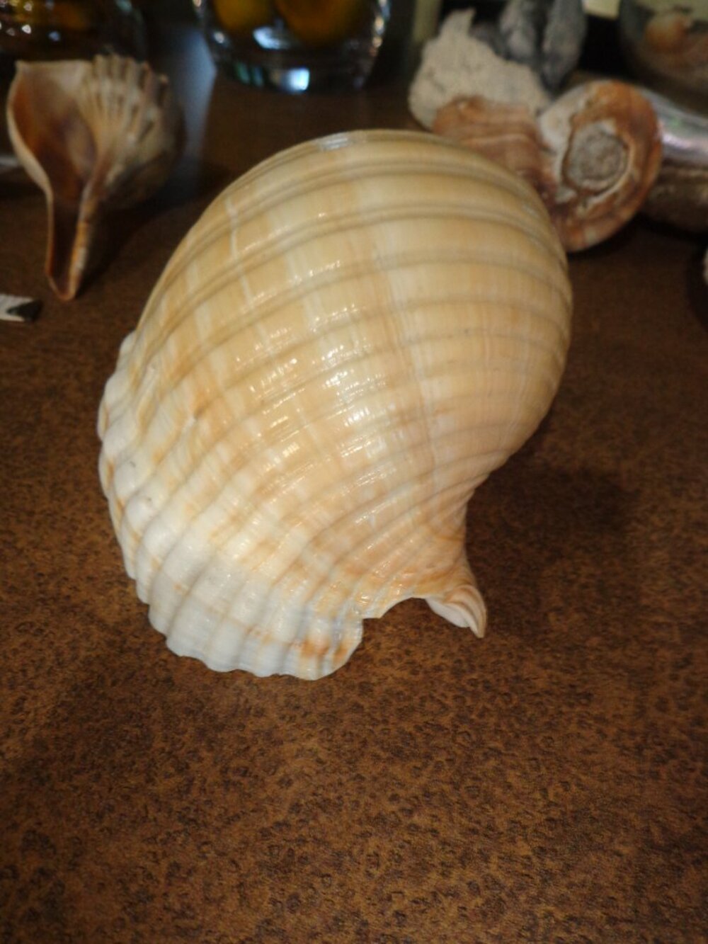 Authentic Sea Shell Tonna Oleria 7" Nature's Beauty - Picture 4 of 5